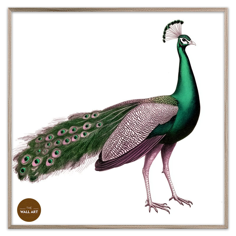 GREEN PEACOCK