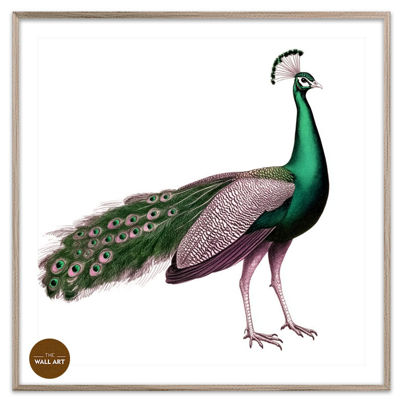 GREEN PEACOCK