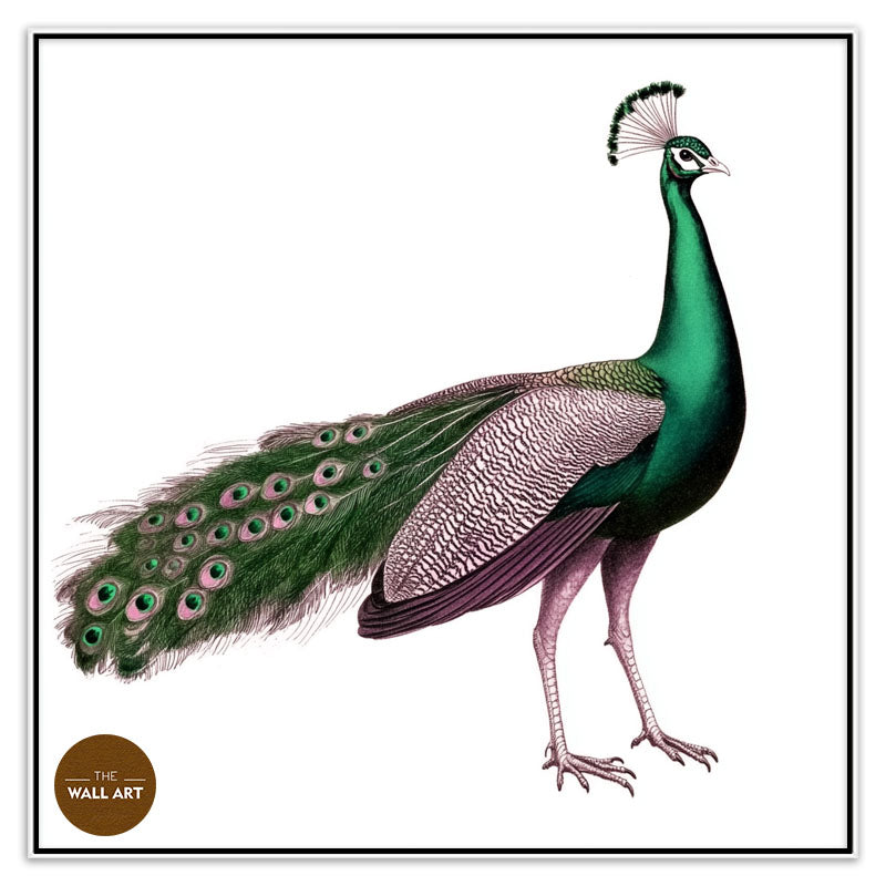 GREEN PEACOCK