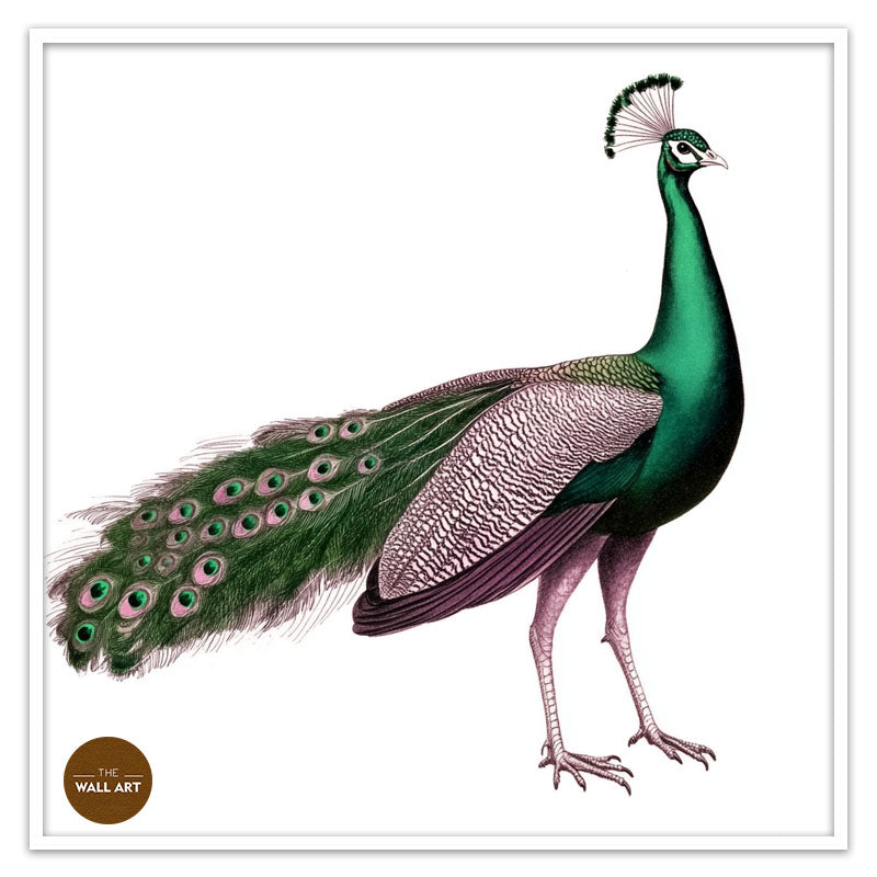 GREEN PEACOCK