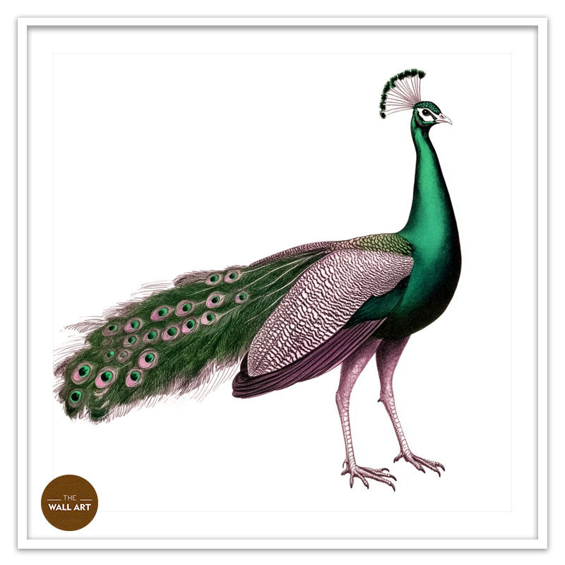 GREEN PEACOCK
