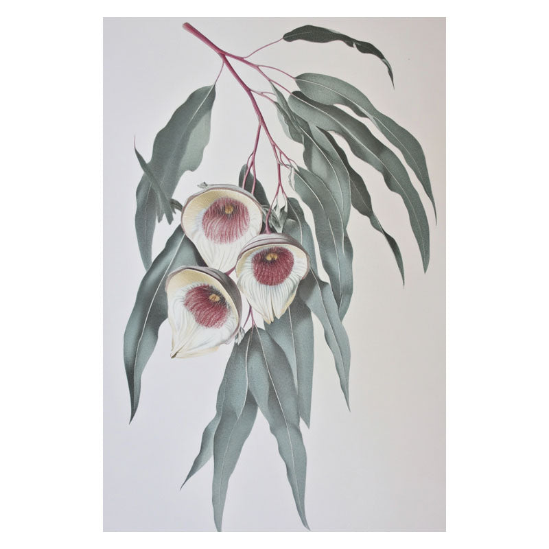 GUM LEAVES III