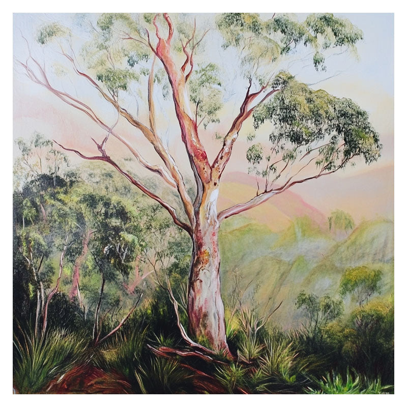 GUM TREE IN FOREST