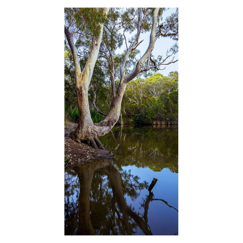 LAKESIDE GUM TREE