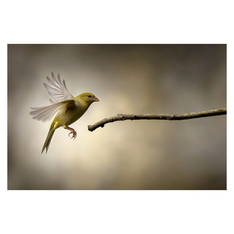 LANDING ON BRANCH II