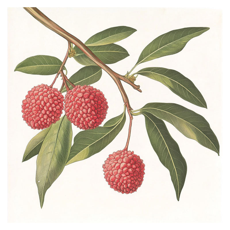 LYCHY BRANCH III