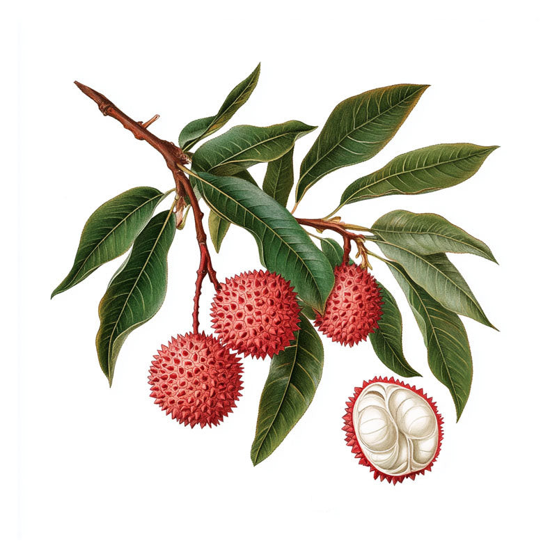 LYCHY BRANCH IV