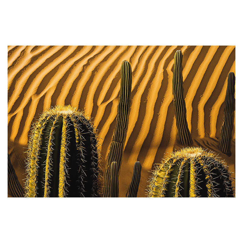 MACRO SHOT OF CACTUS II