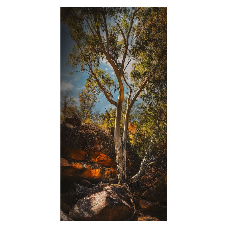 MOUNTAIN SIDE GUM TREE