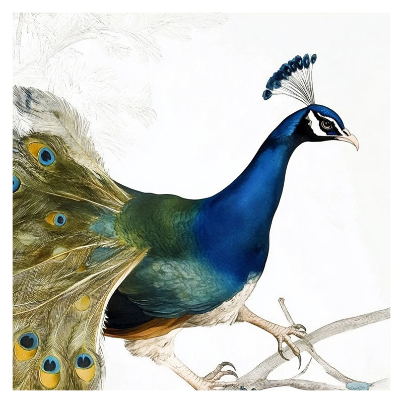 PEACOCK ON BRANCH