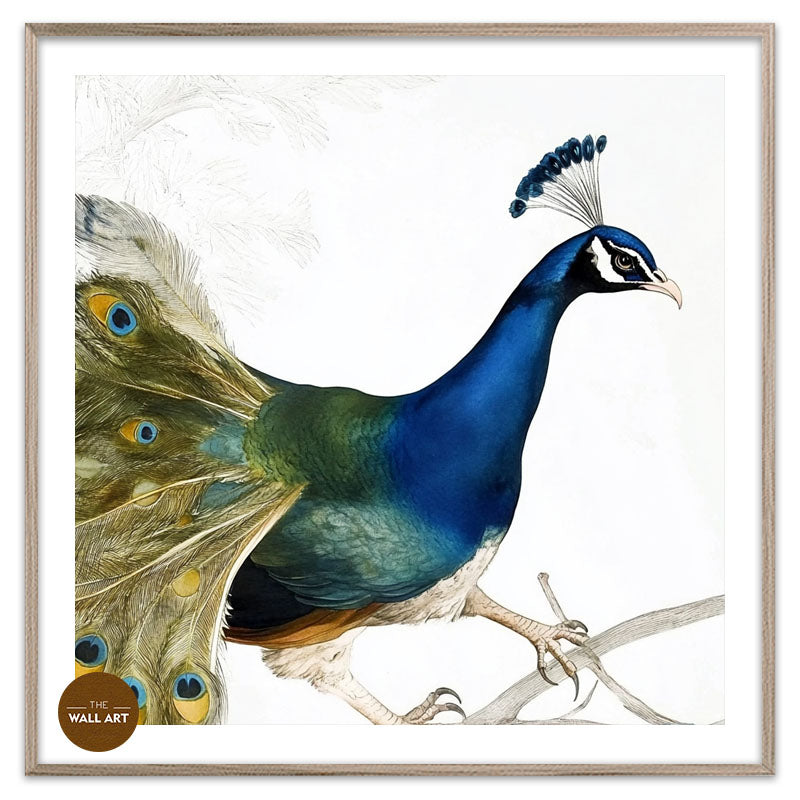 PEACOCK ON BRANCH