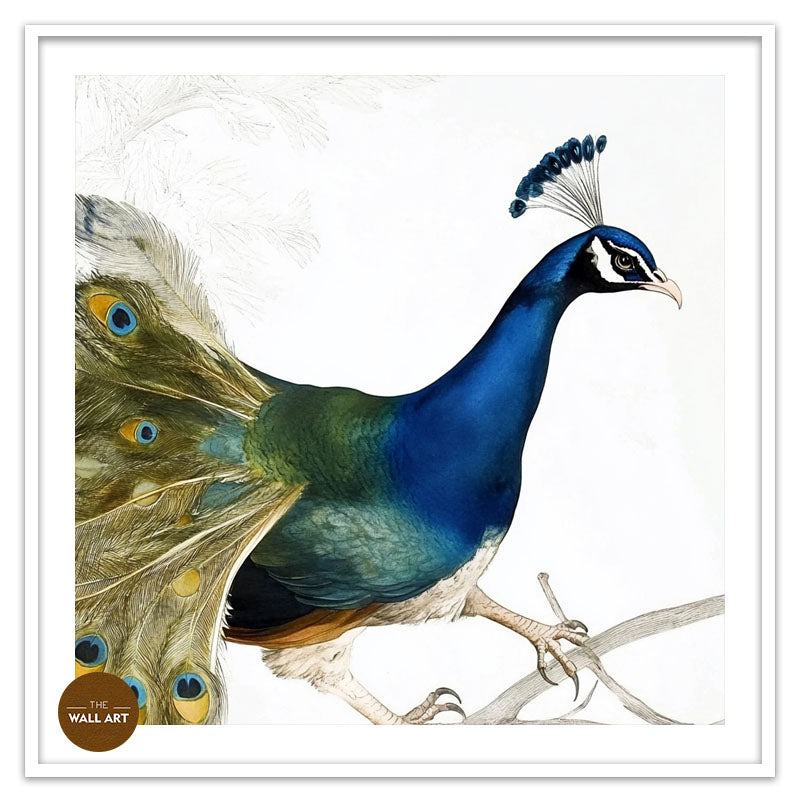 PEACOCK ON BRANCH
