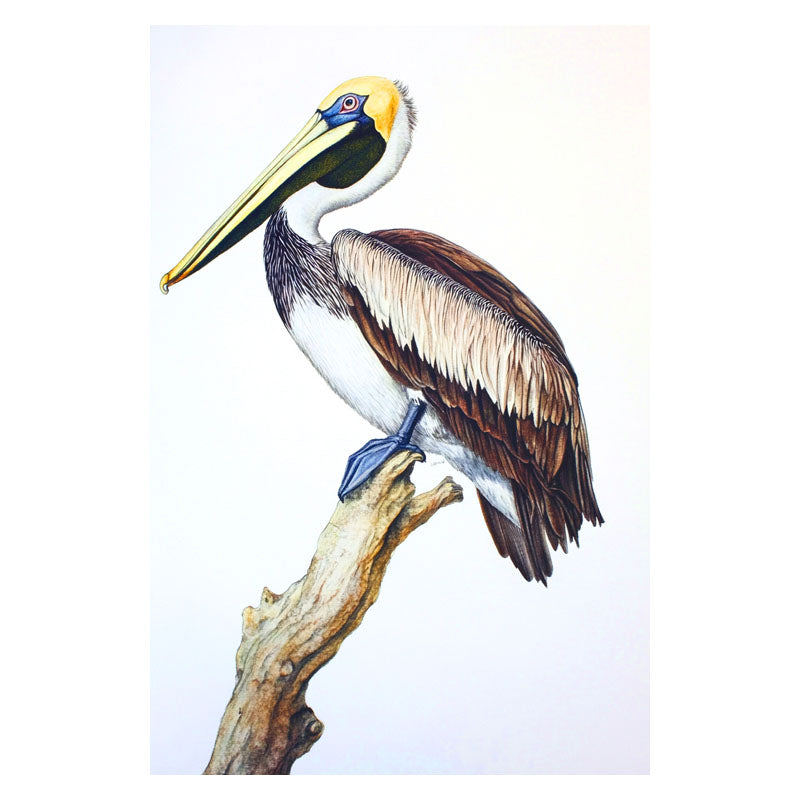 PELICAN ON BRANCH