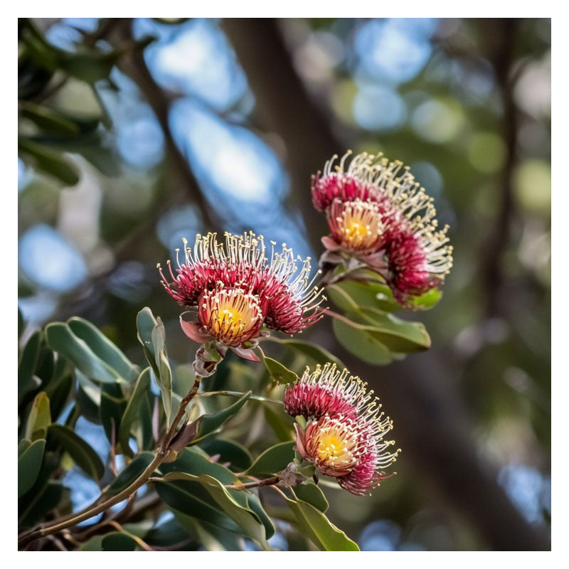 PROTEA FLOWERS BRANCH