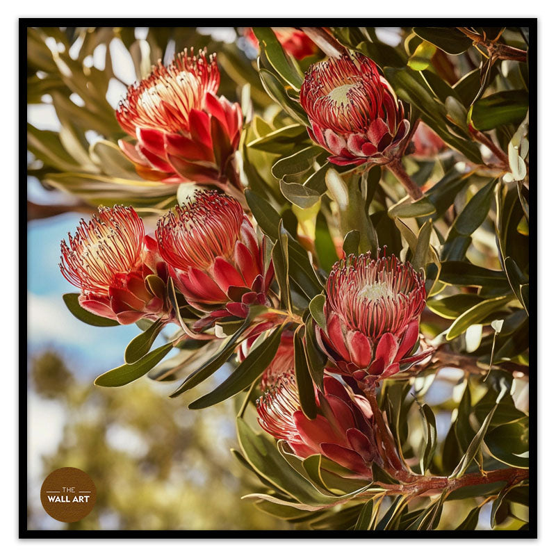 PROTEA IN THE TREE