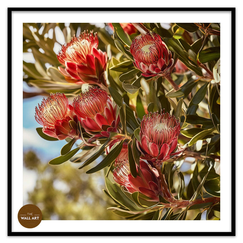 PROTEA IN THE TREE