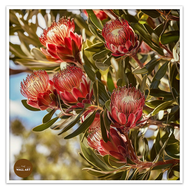 PROTEA IN THE TREE