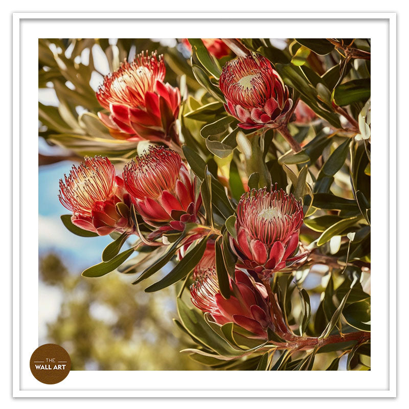 PROTEA IN THE TREE