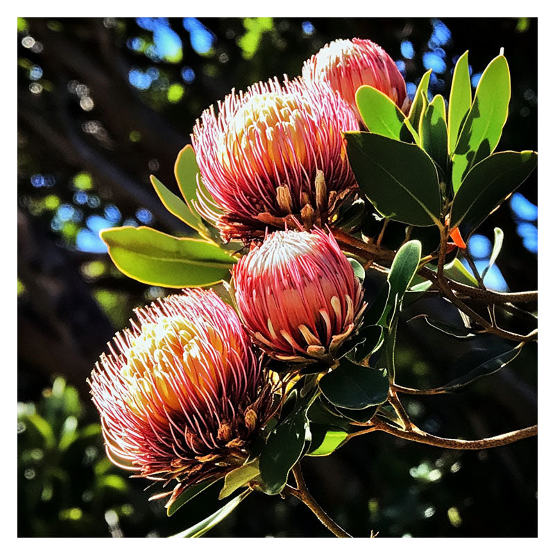 RED PROTEA FLOWERS