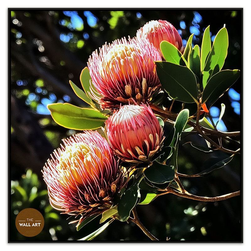 RED PROTEA FLOWERS