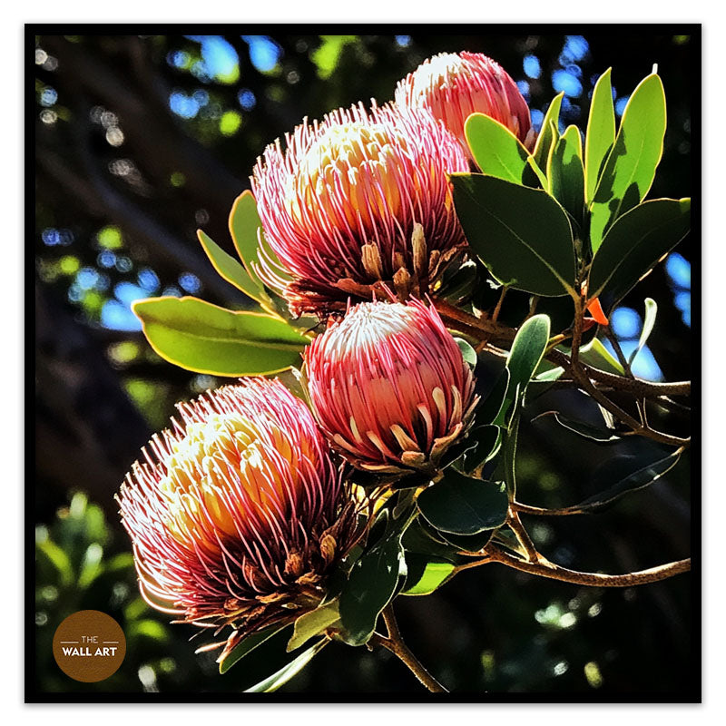 RED PROTEA FLOWERS