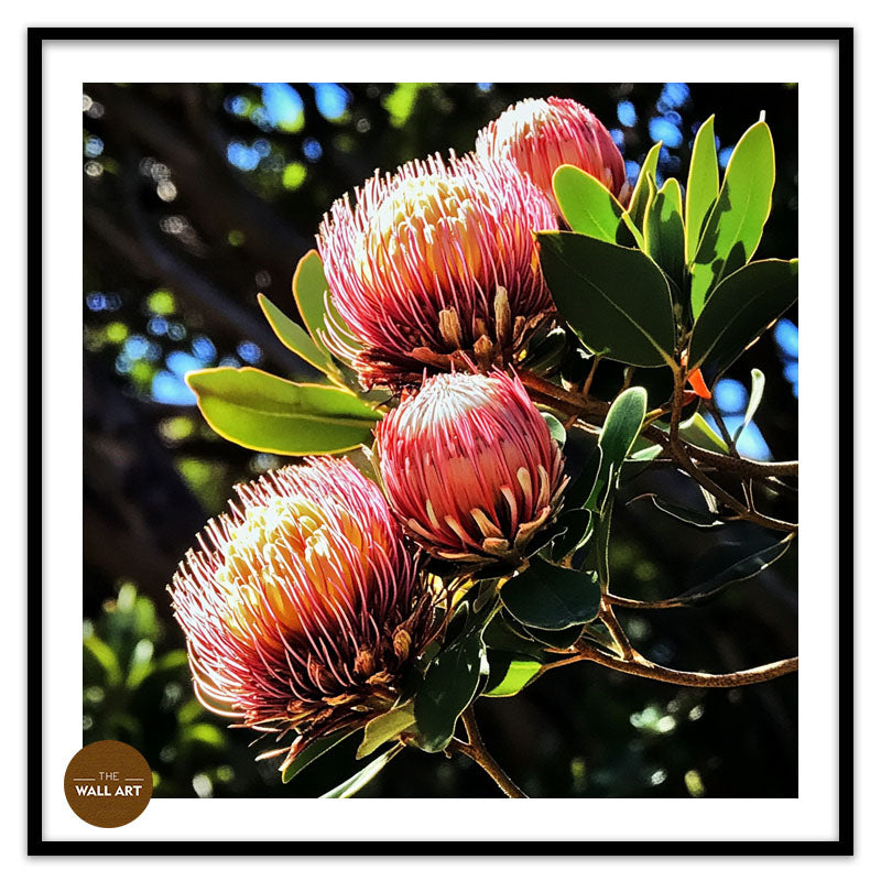 RED PROTEA FLOWERS