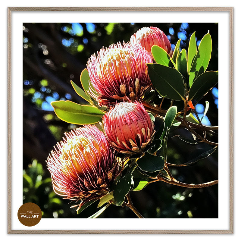 RED PROTEA FLOWERS
