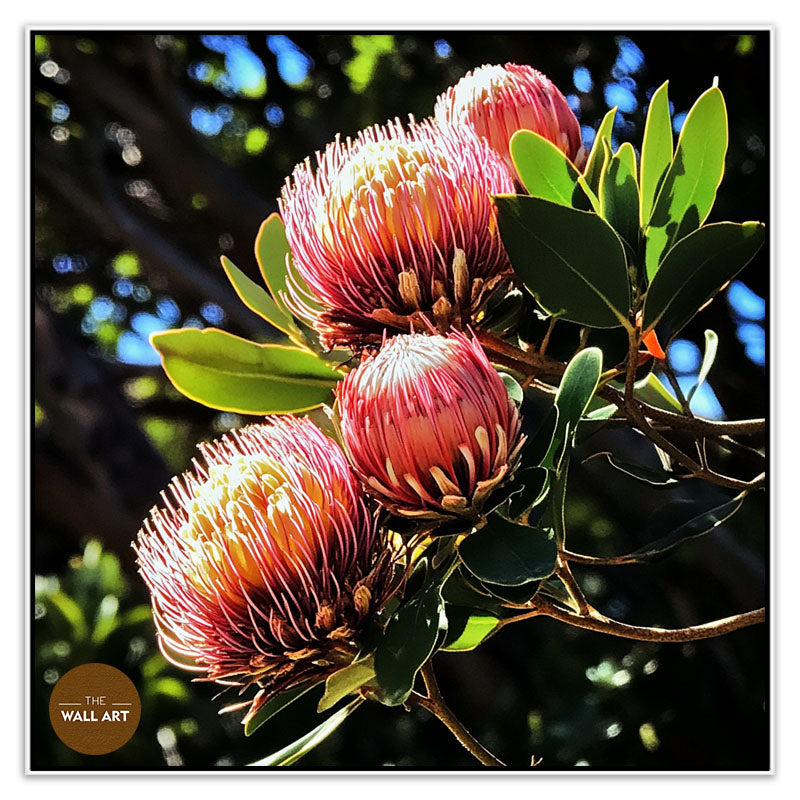 RED PROTEA FLOWERS