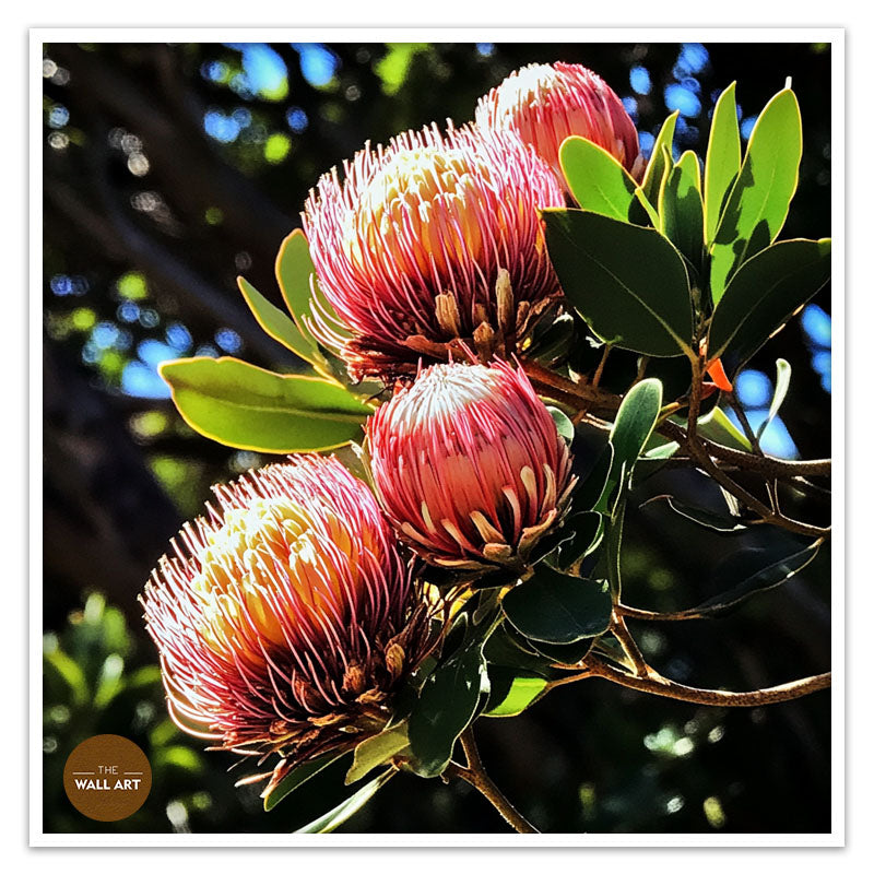RED PROTEA FLOWERS