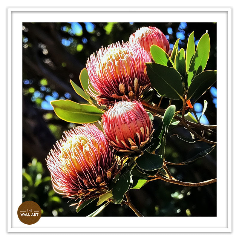 RED PROTEA FLOWERS