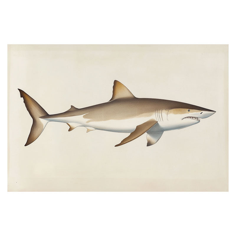 SHARK II