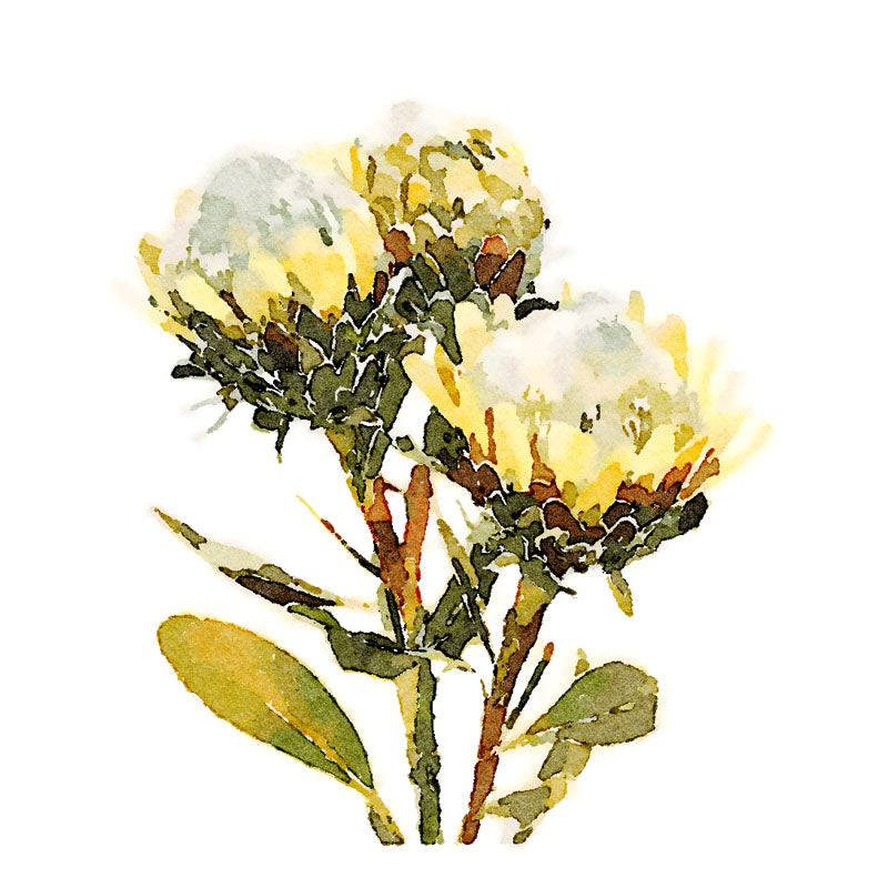 YELLOW KING PROOTEA FLOWERS